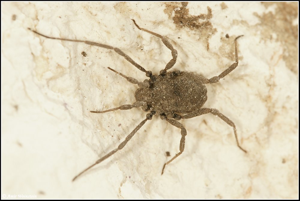 Opiliones d''Israele